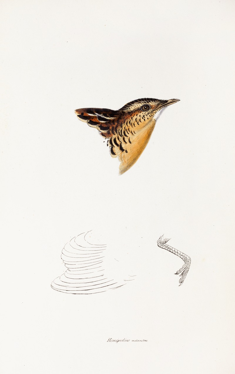 Elizabeth Gould - A synopsis of the birds of Australia, and the adjacent Islands Pl.30