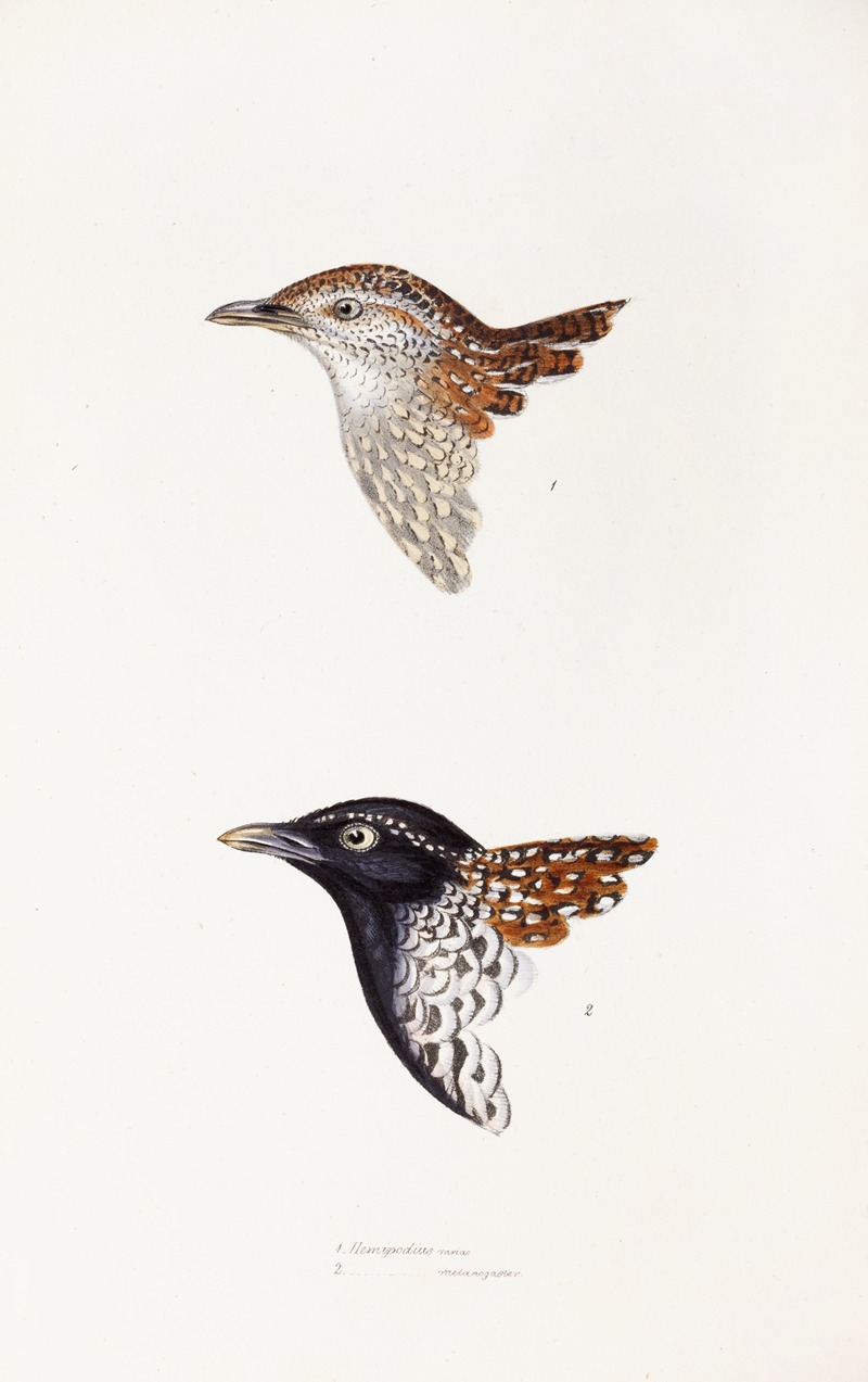 Elizabeth Gould - A synopsis of the birds of Australia, and the adjacent Islands Pl.31