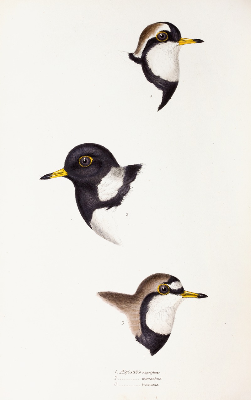 Elizabeth Gould - A synopsis of the birds of Australia, and the adjacent Islands Pl.32