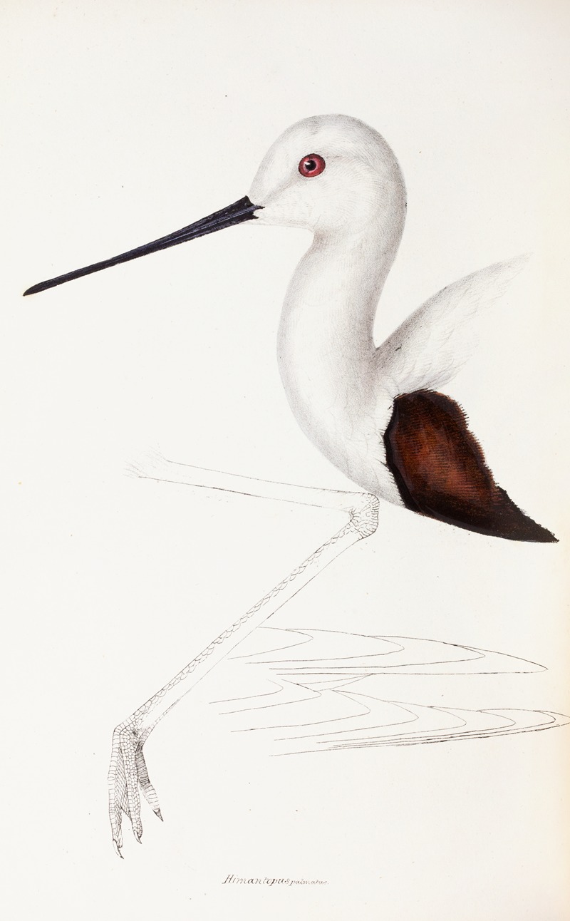 Elizabeth Gould - A synopsis of the birds of Australia, and the adjacent Islands Pl.33