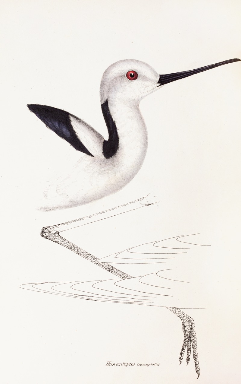 Elizabeth Gould - A synopsis of the birds of Australia, and the adjacent Islands Pl.34