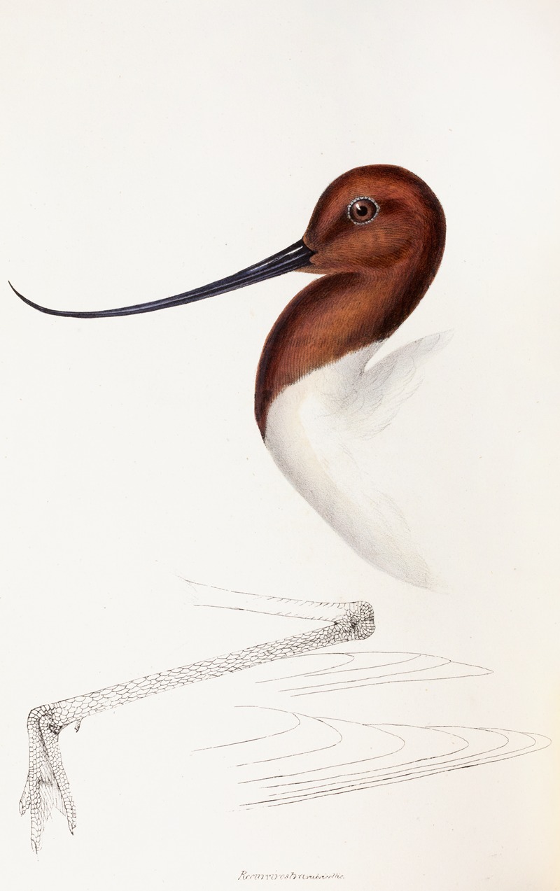 Elizabeth Gould - A synopsis of the birds of Australia, and the adjacent Islands Pl.35