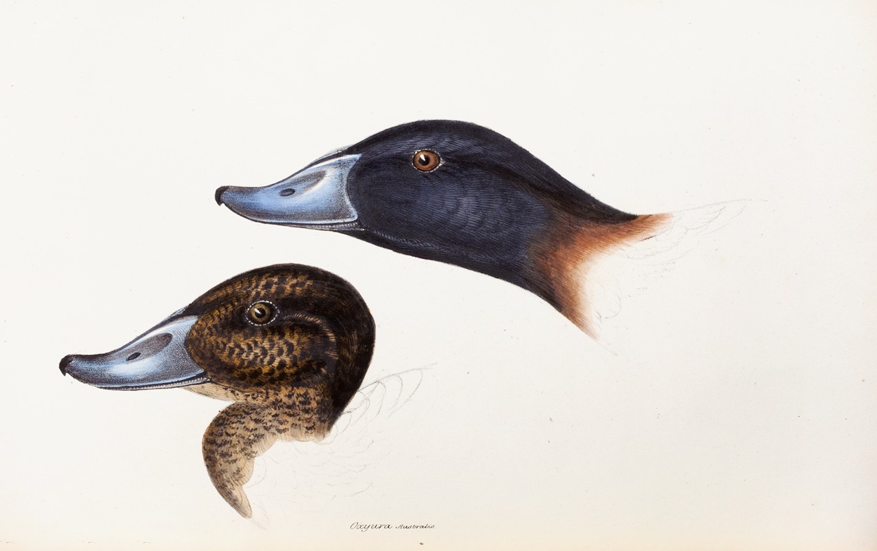 Elizabeth Gould - A synopsis of the birds of Australia, and the adjacent Islands Pl.36