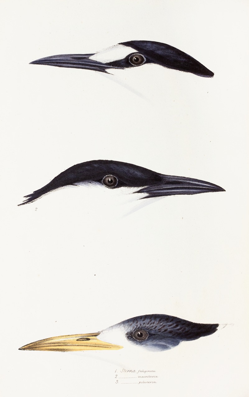 Elizabeth Gould - A synopsis of the birds of Australia, and the adjacent Islands Pl.37