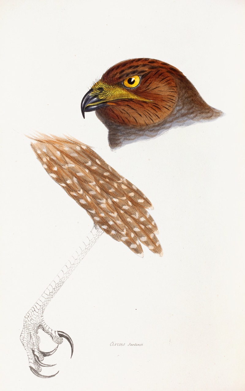 Elizabeth Gould - A synopsis of the birds of Australia, and the adjacent Islands Pl.48