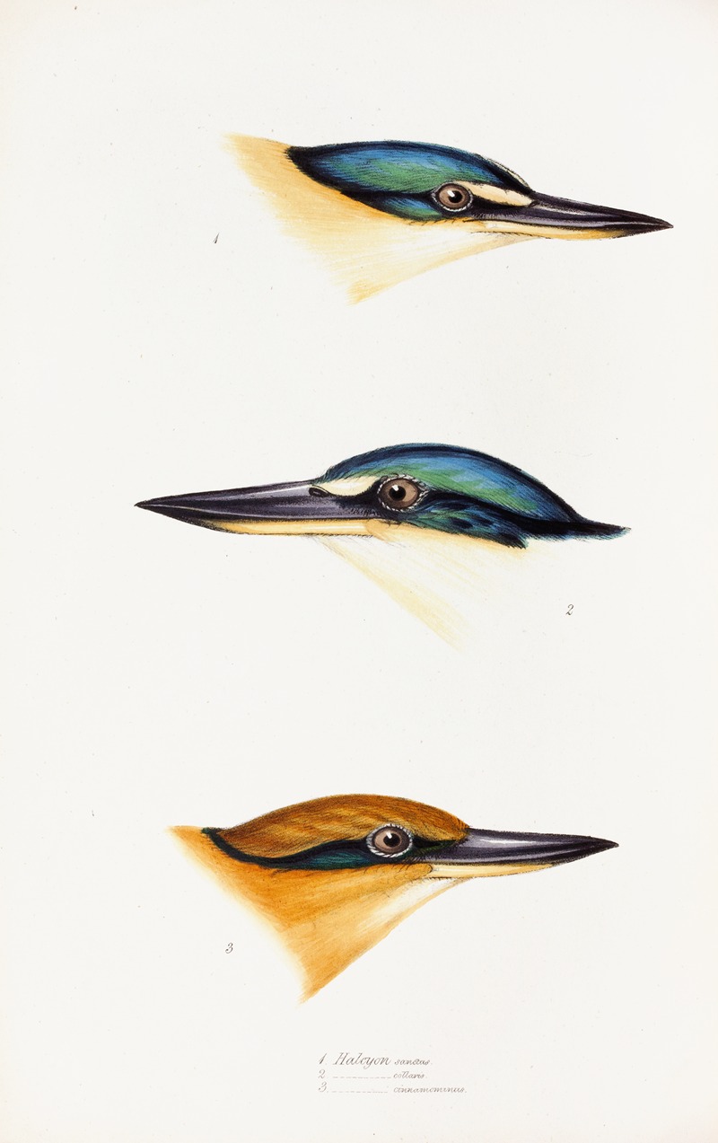 Elizabeth Gould - A synopsis of the birds of Australia, and the adjacent Islands Pl.53