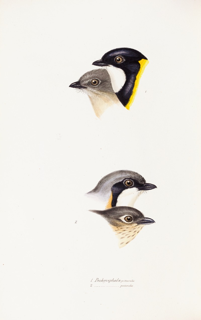 Elizabeth Gould - A synopsis of the birds of Australia, and the adjacent Islands Pl.54