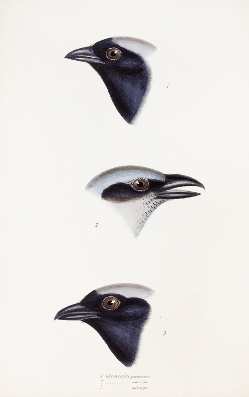 Elizabeth Gould - A synopsis of the birds of Australia, and the adjacent Islands Pl.56