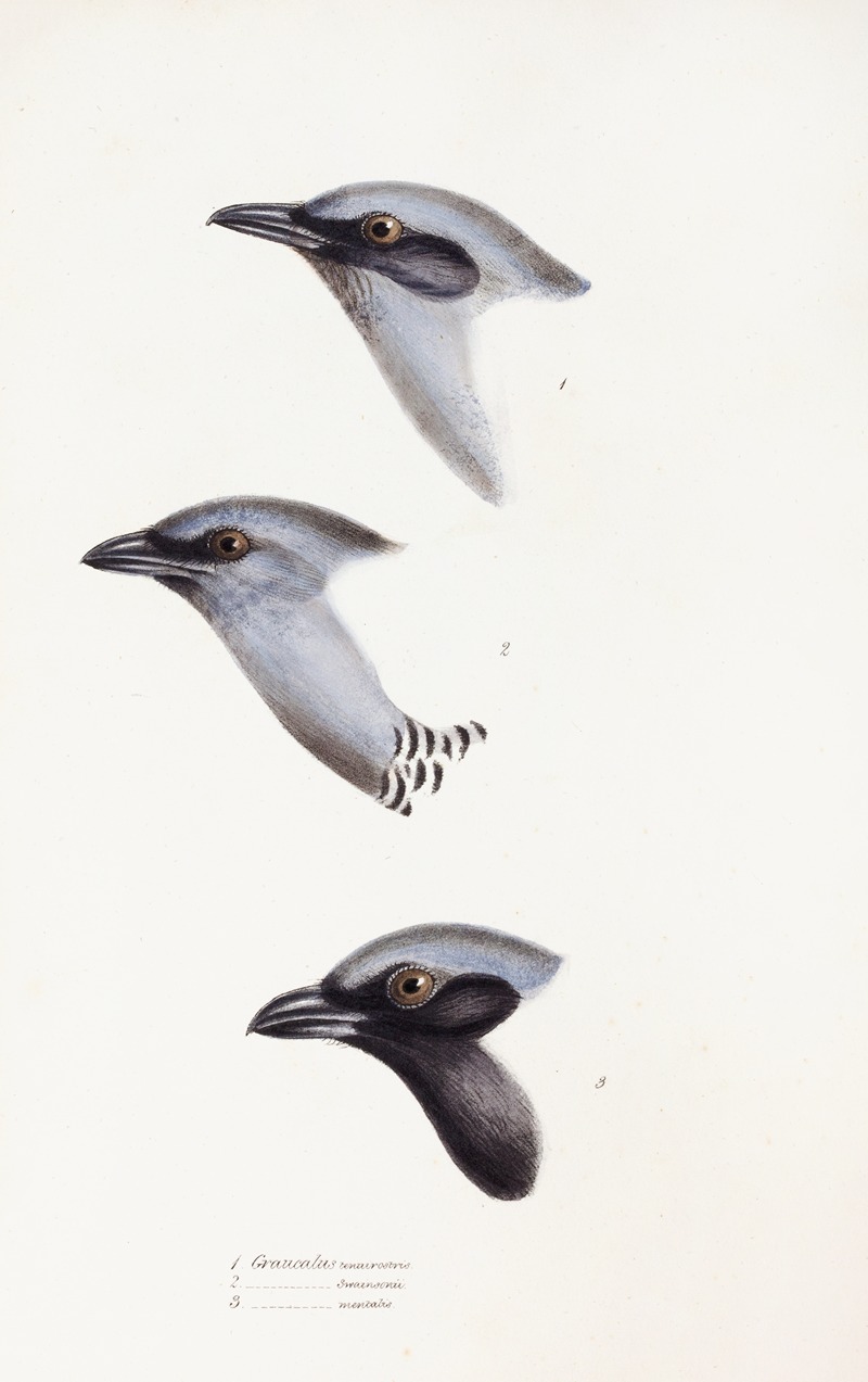 Elizabeth Gould - A synopsis of the birds of Australia, and the adjacent Islands Pl.57