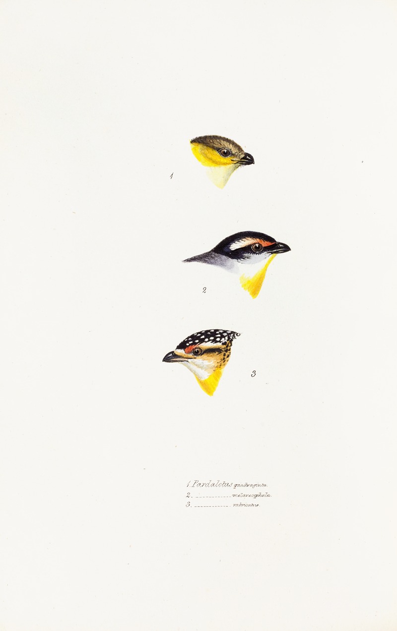 Elizabeth Gould - A synopsis of the birds of Australia, and the adjacent Islands Pl.62