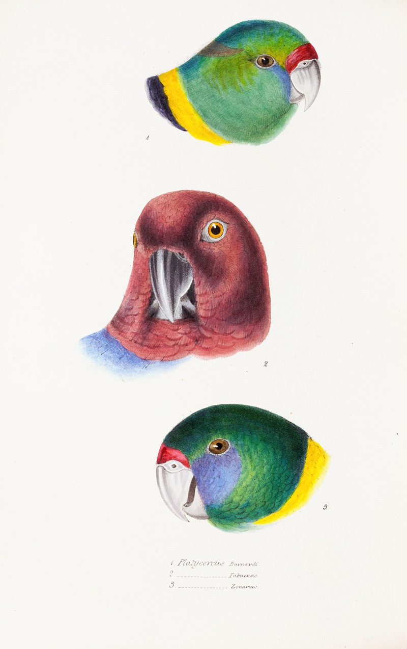 Elizabeth Gould - A synopsis of the birds of Australia, and the adjacent Islands Pl.66