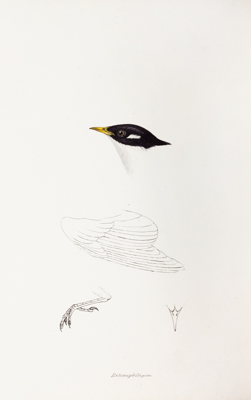 Elizabeth Gould - A synopsis of the birds of Australia, and the adjacent Islands Pl.71