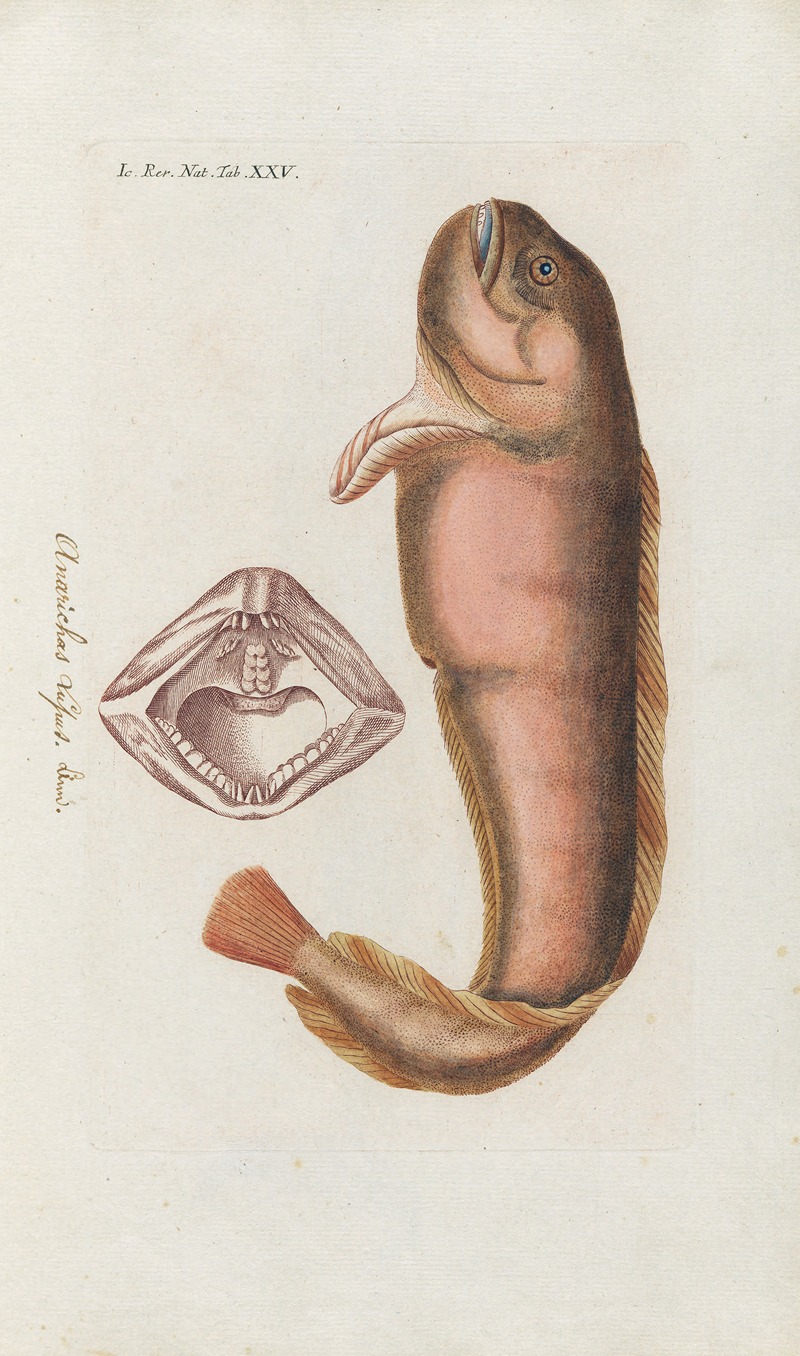 Peder Ascanius - Icones rerum naturalium, ou figures enluminées d’histoire naturelle du nord Pl.25