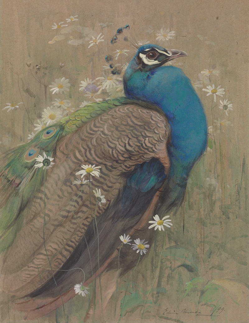 Edwin John Alexander - A peacock and marguerites