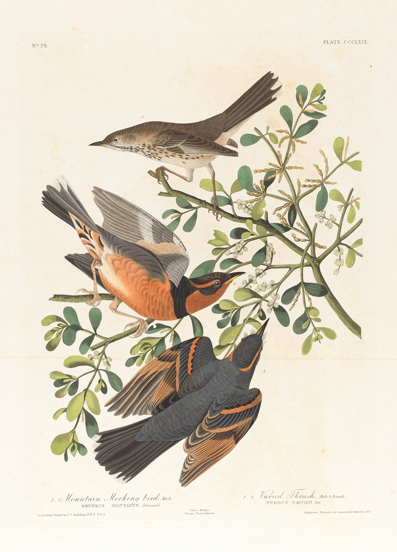 John James Audubon - 1. Mountain mocking bird, male. 2. 3. Varied thrush, male & female