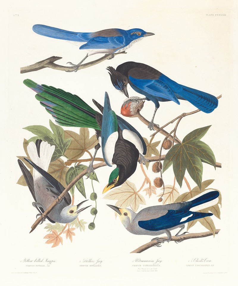 John James Audubon - 1. Yellow-billed magpie. 2. Stellers jay. 3. Ultramarine jay. 4, 5. Clark’s crow
