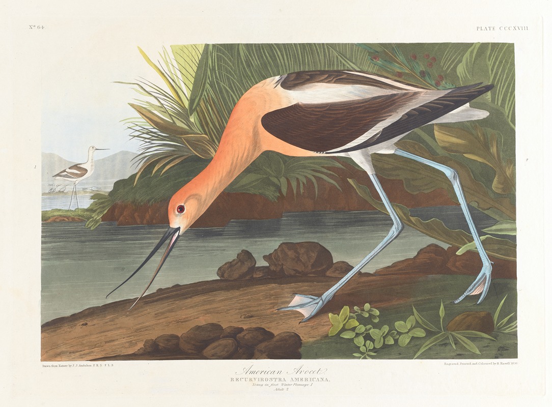 John James Audubon - American avocet. Young in first winter plumage