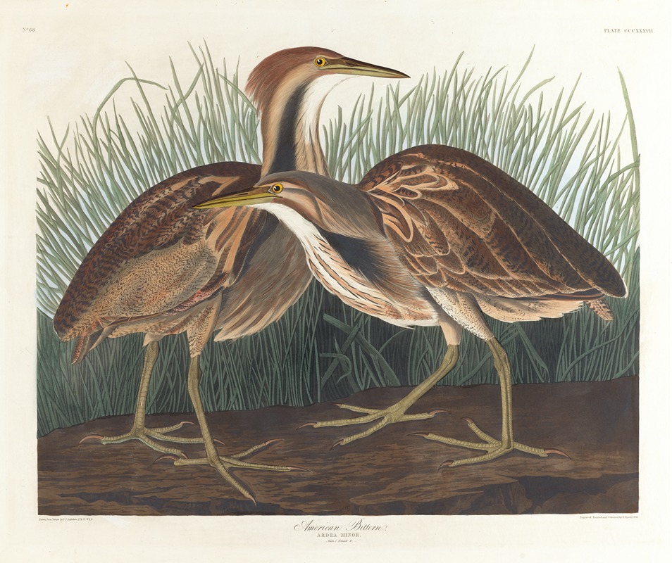 John James Audubon - American bittern