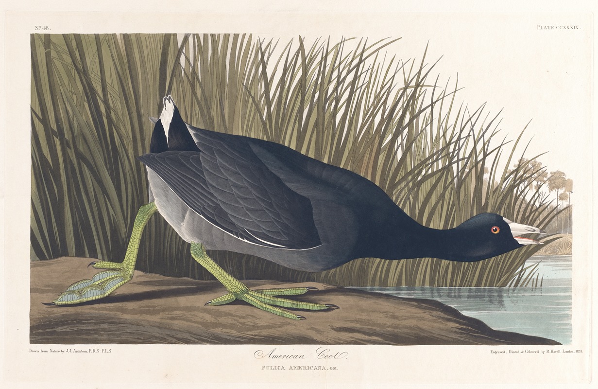 John James Audubon - American coot