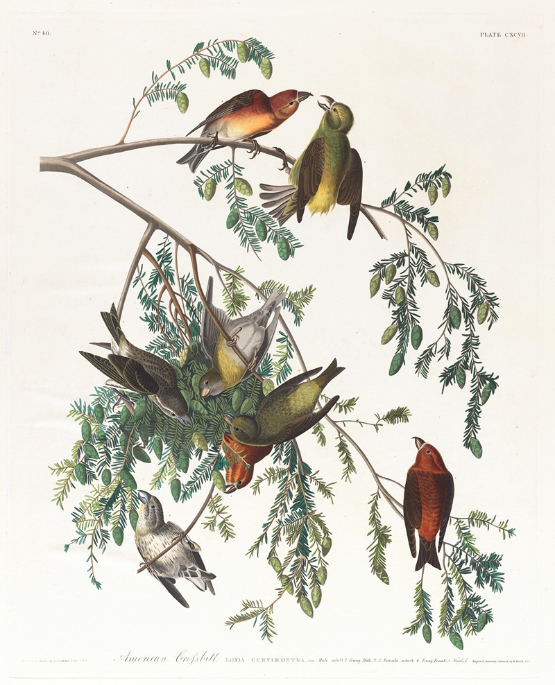 John James Audubon - American crossbill. Male adult, 1. Young male, 2, 3. Female adult, 4. Young female, 5. Hemlock