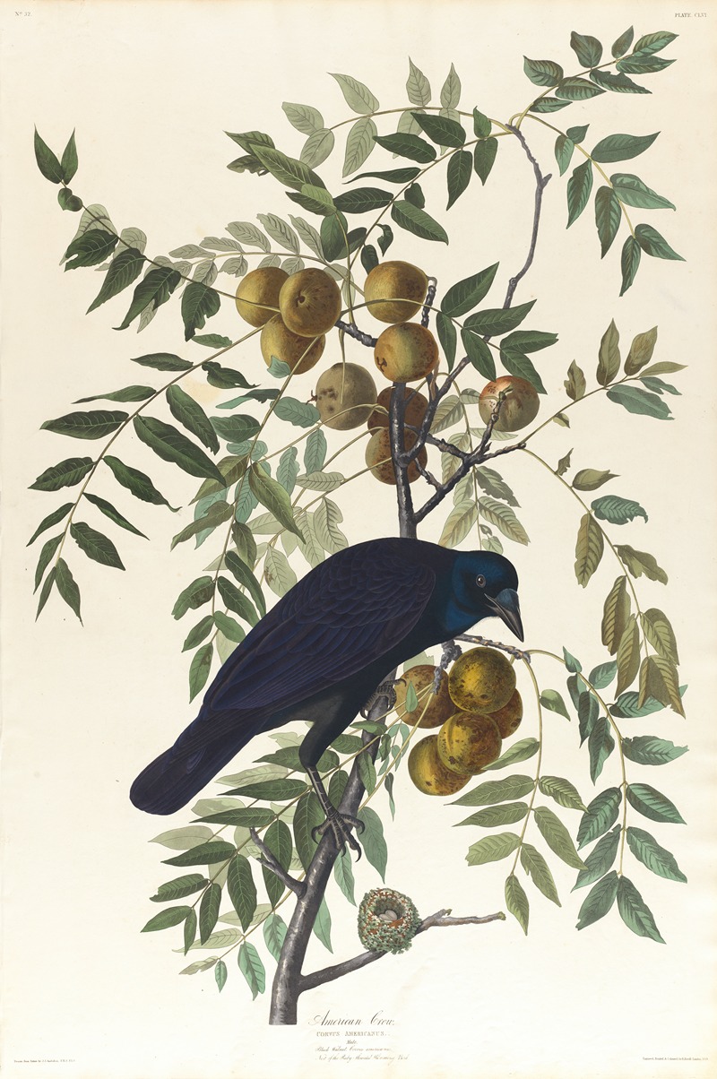 John James Audubon - American crow