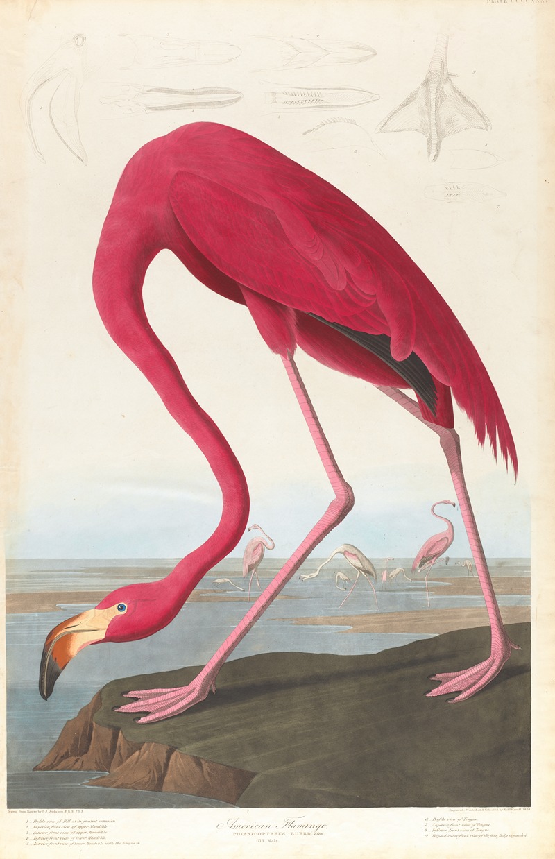 John James Audubon - American flamingo
