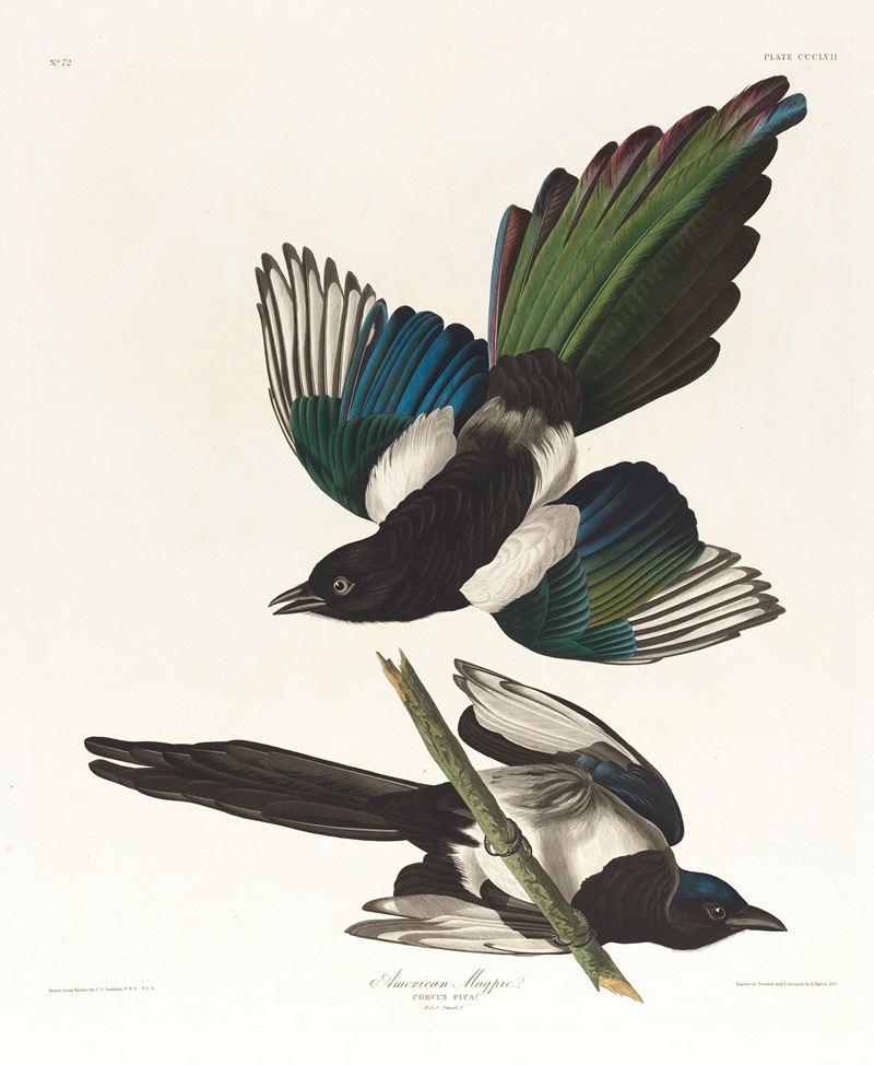 John James Audubon - American magpie