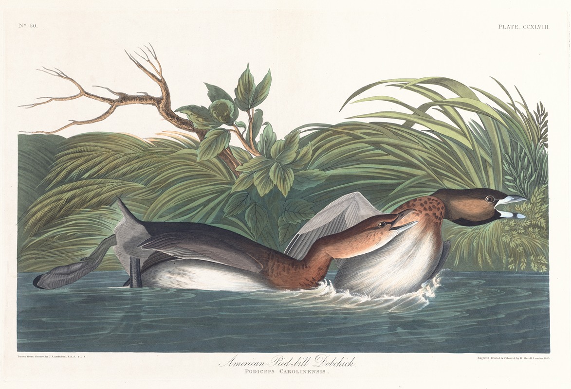 John James Audubon - American pied-bill dobchick