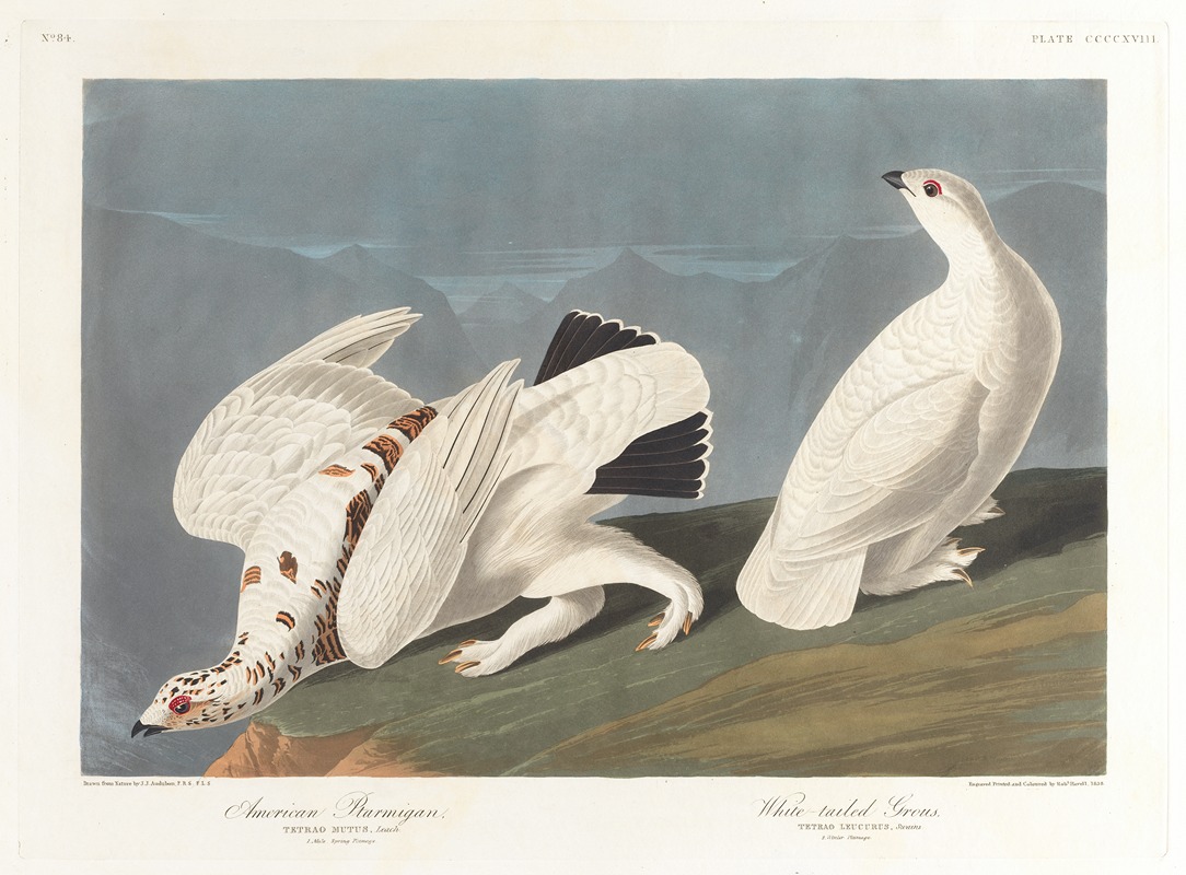John James Audubon - American ptarmigan. White-tailed grous