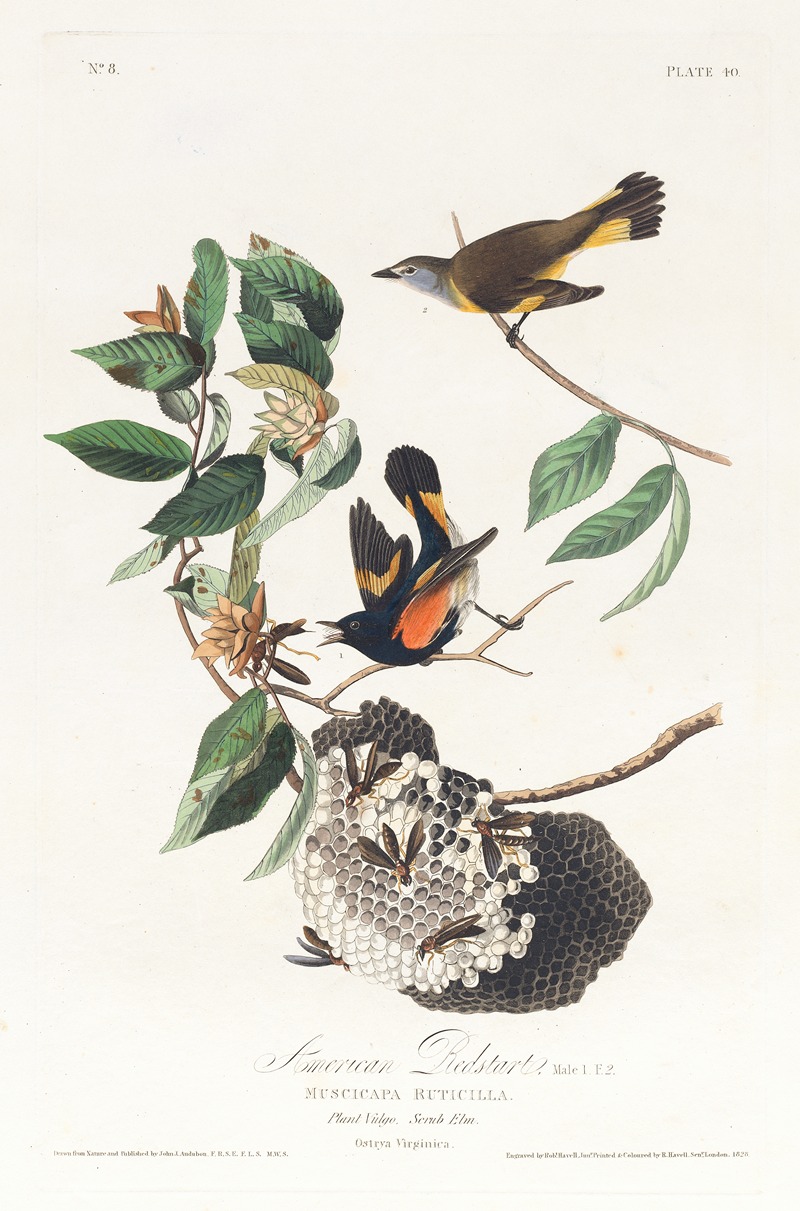 John James Audubon - American redstart