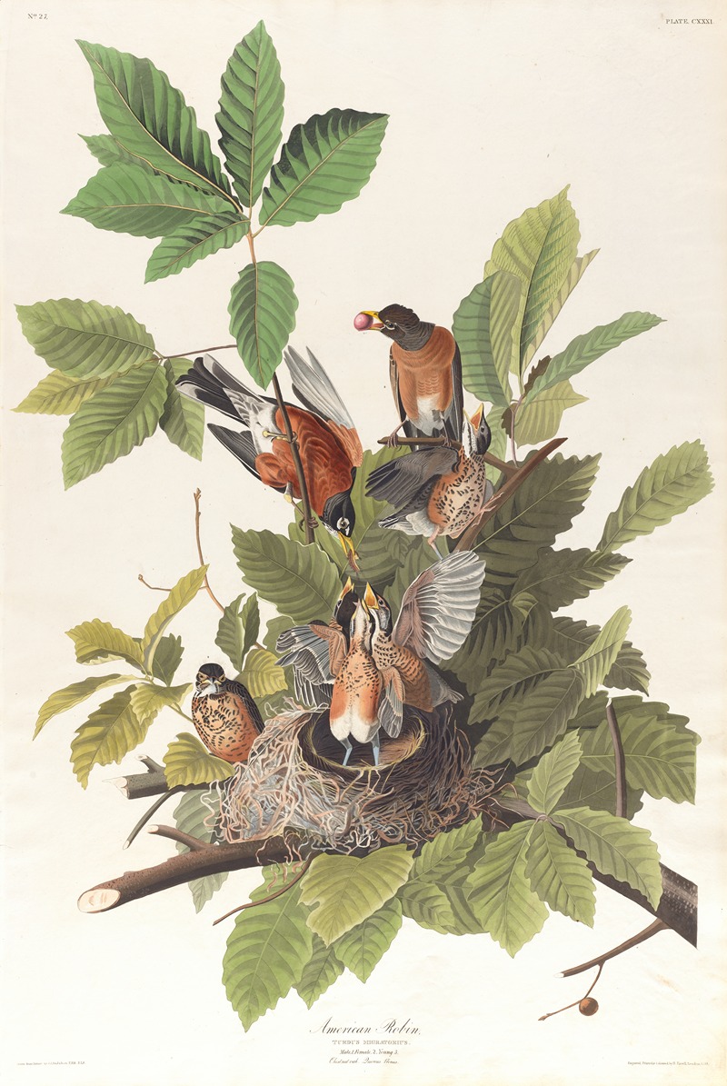 John James Audubon - American robin