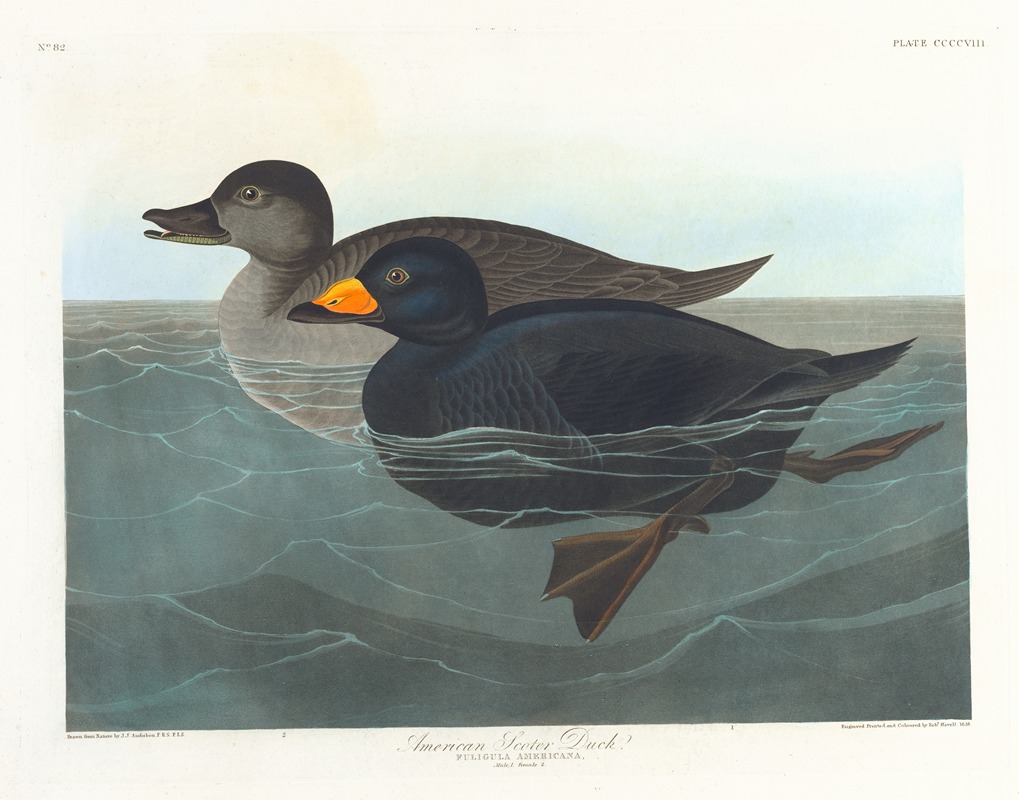 John James Audubon - American scoter duck
