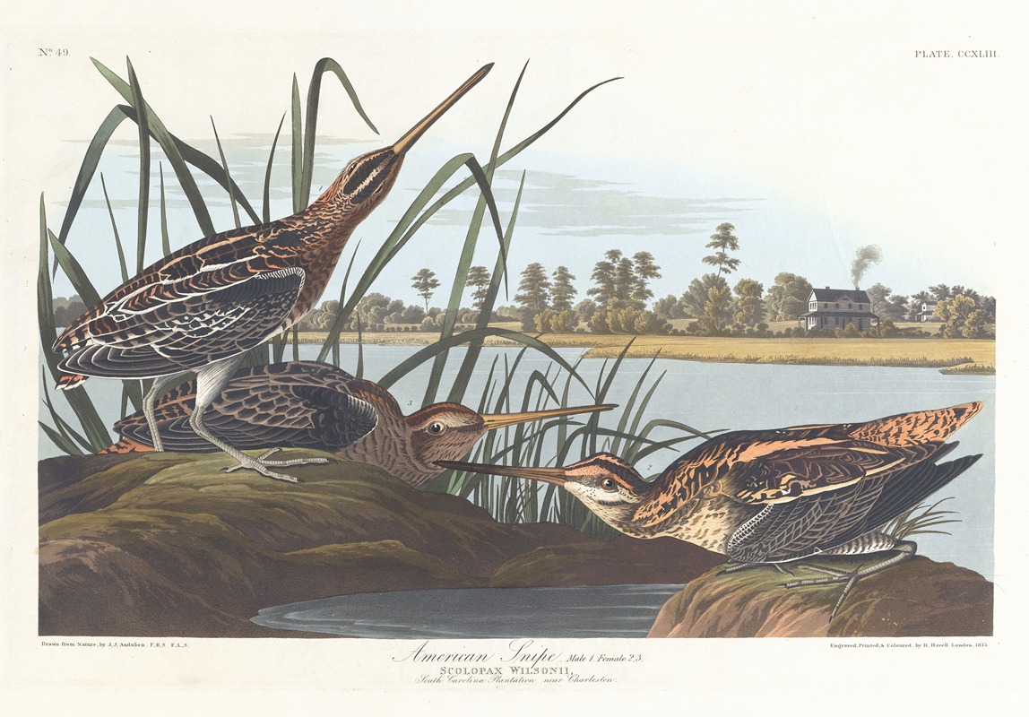 John James Audubon - American snipe