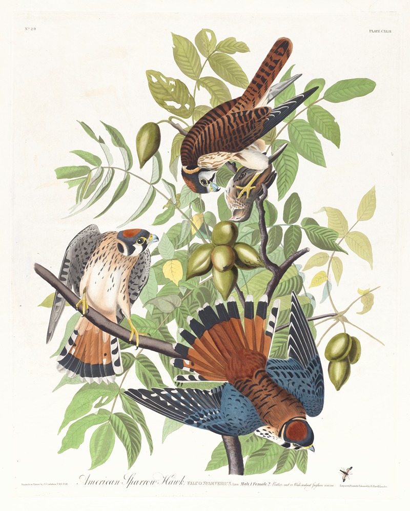 John James Audubon - American sparrow hawk