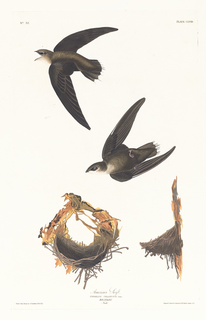 John James Audubon - American swift