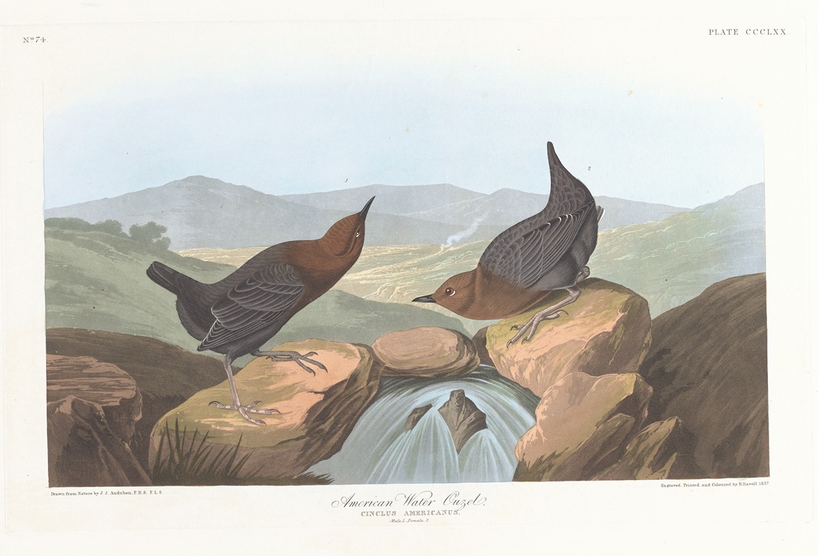 John James Audubon - American water ouzel