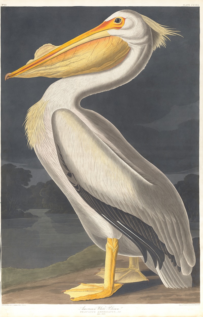 John James Audubon - American white pelican