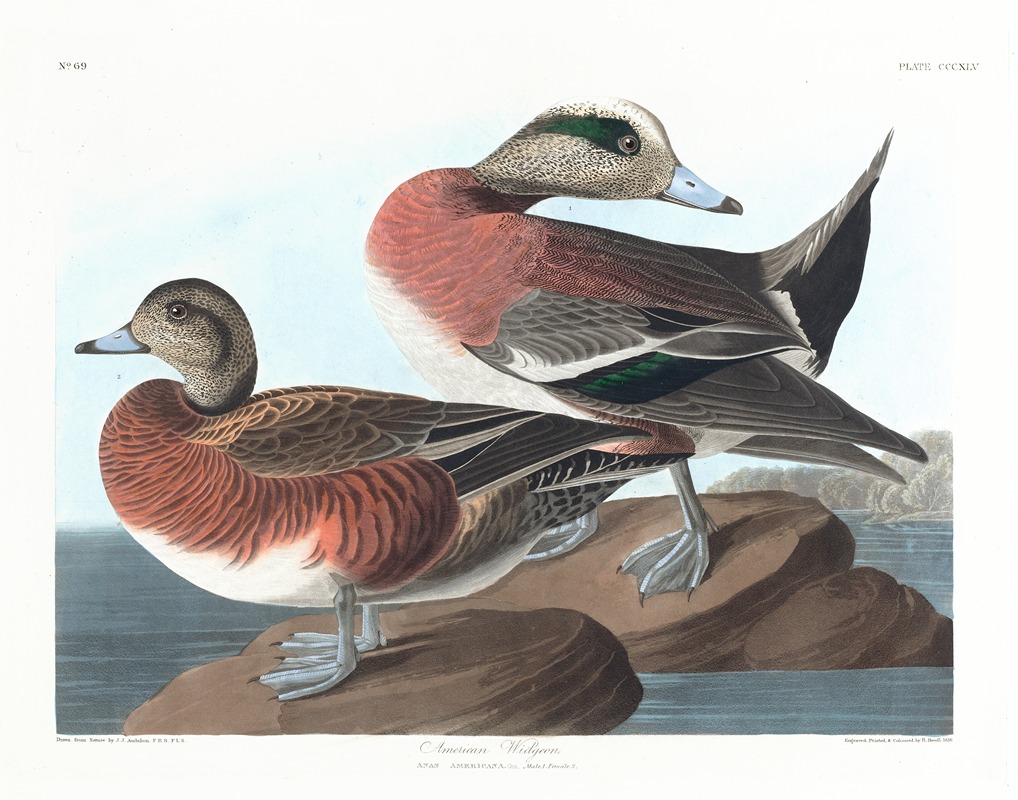 John James Audubon - American widgeon