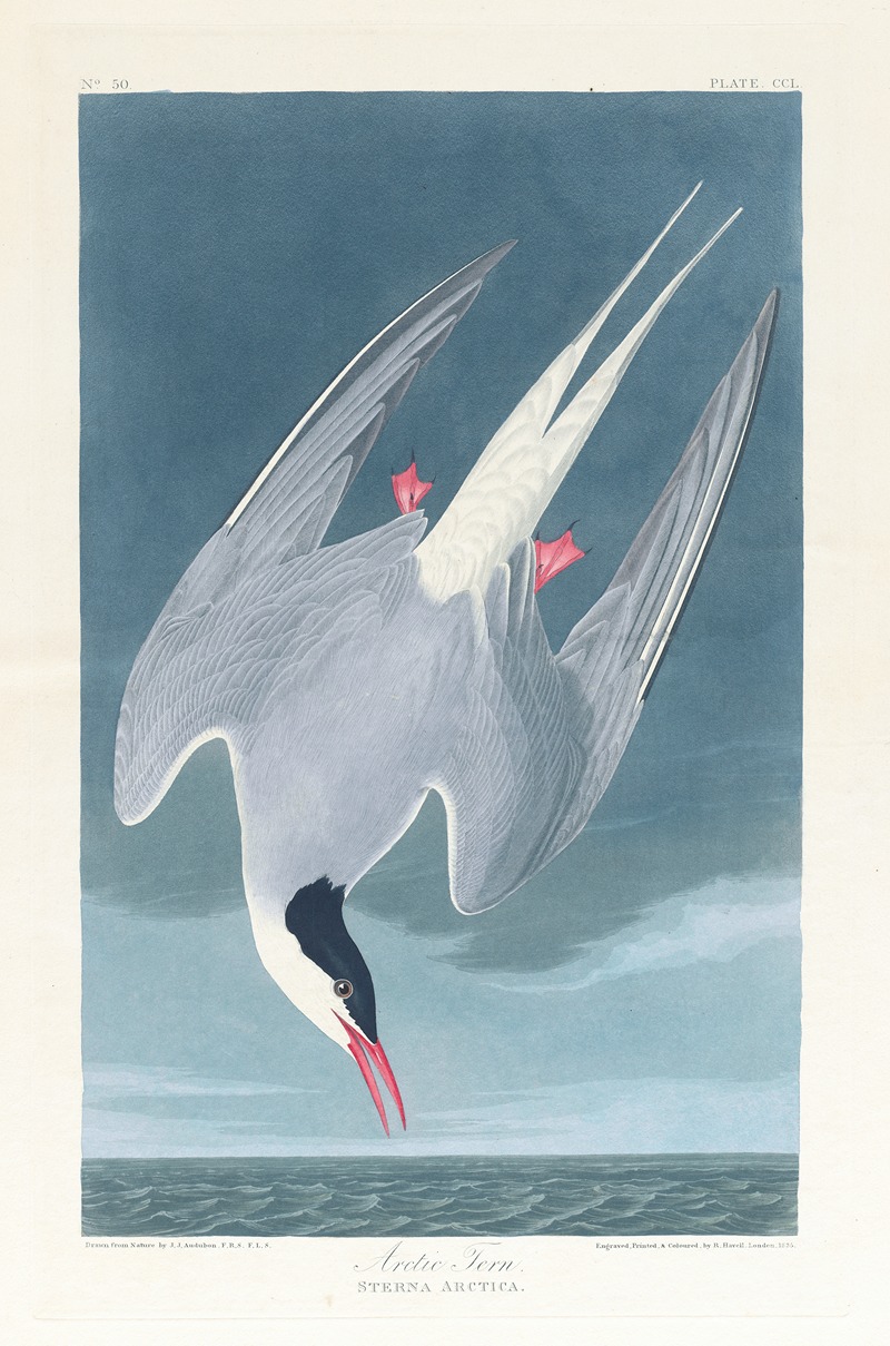 John James Audubon - Arctic tern