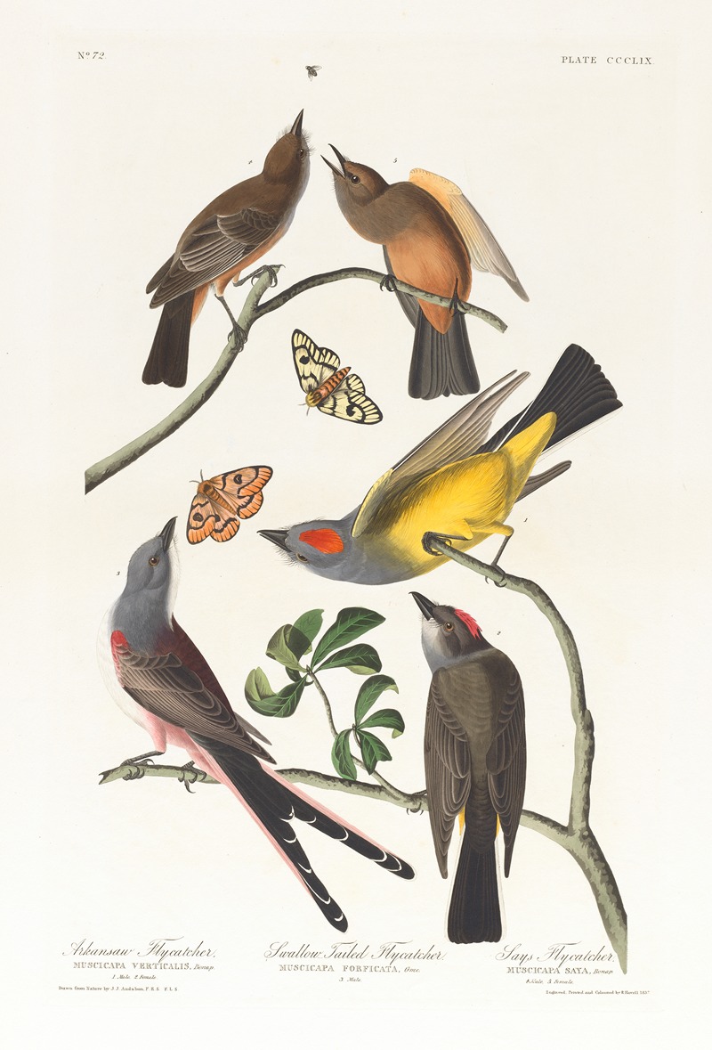 John James Audubon - Arkansaw flycatcher. Swallow-tailed flycatcher