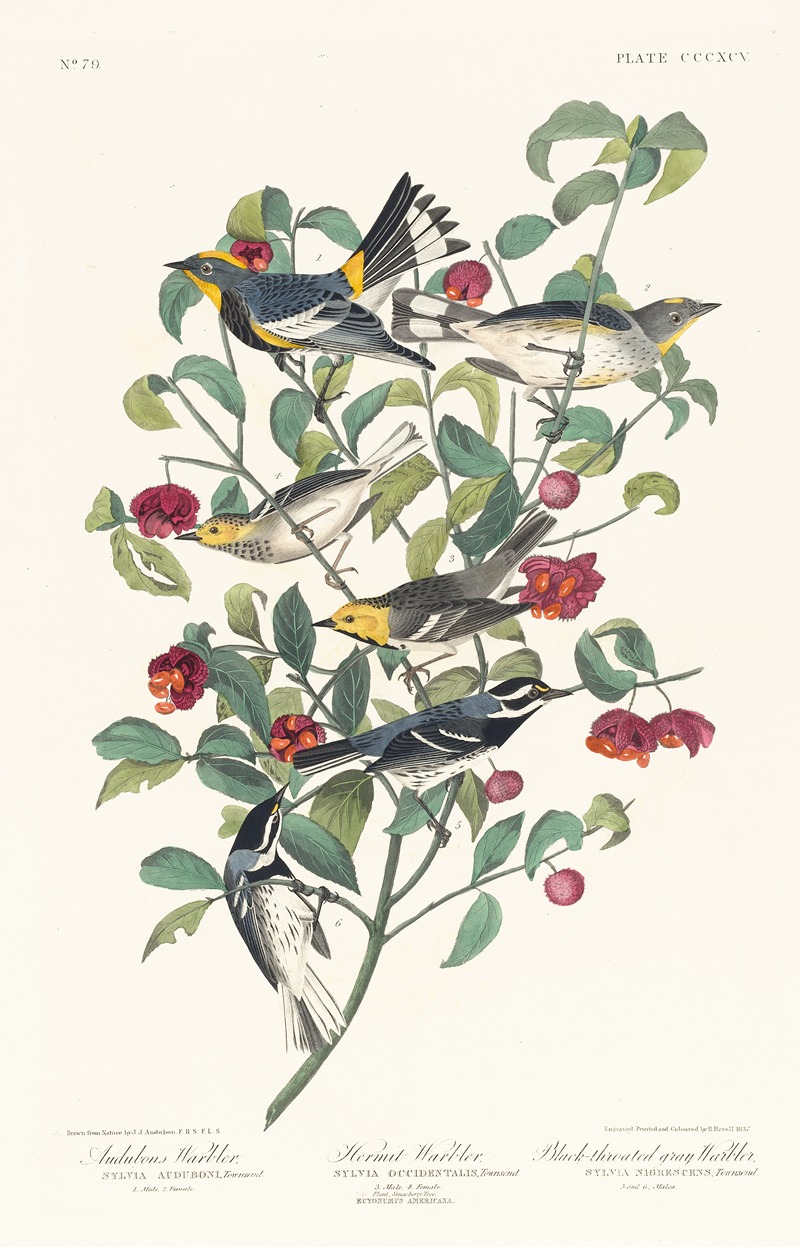 John James Audubon - Audubons warbler. Hermit warbler. Black-throated gray warbler