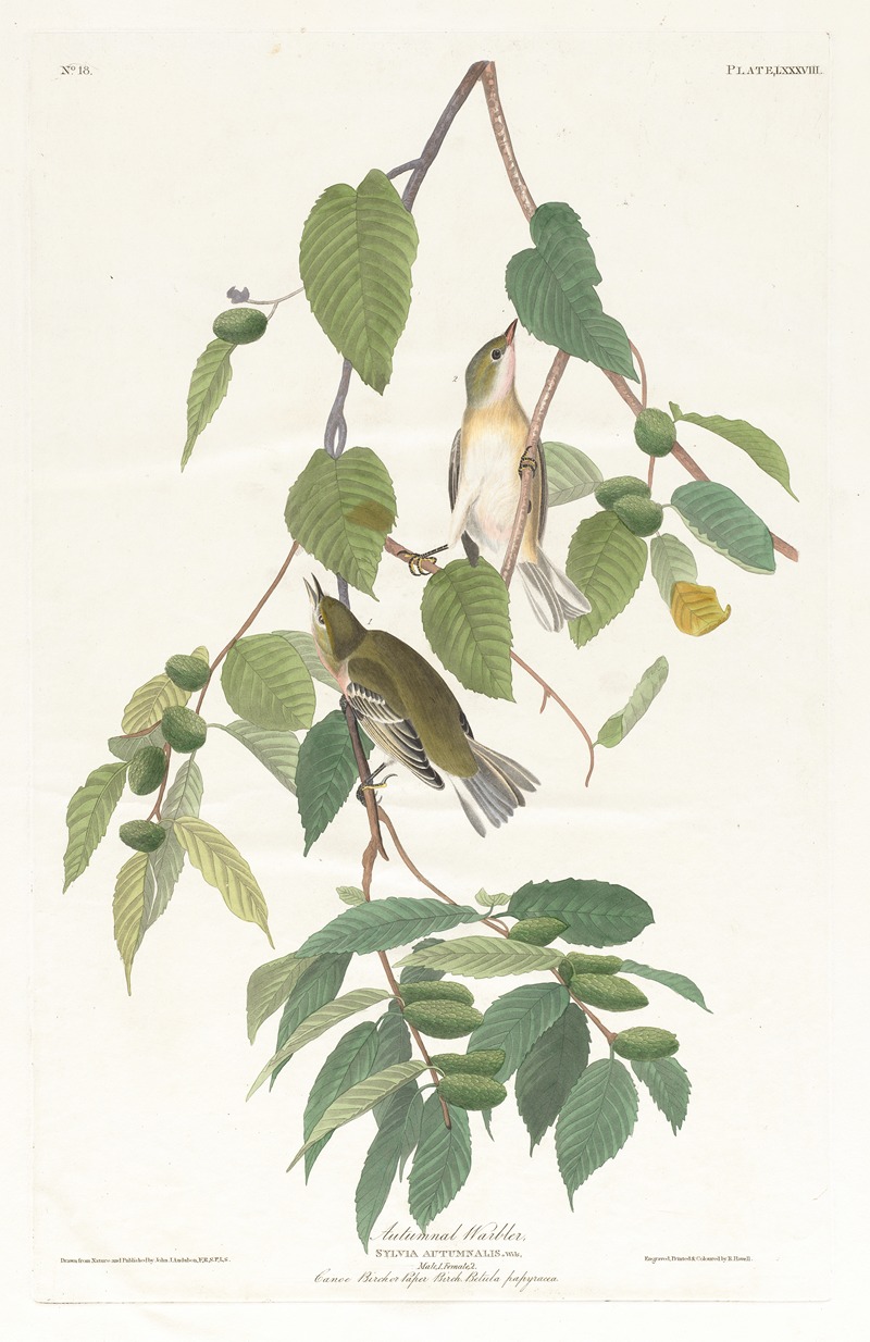 John James Audubon - Autumnal warbler