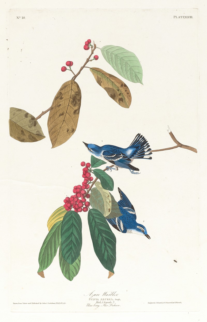 John James Audubon - Azure warbler