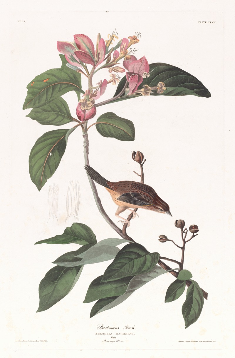 John James Audubon - Bachmans finch