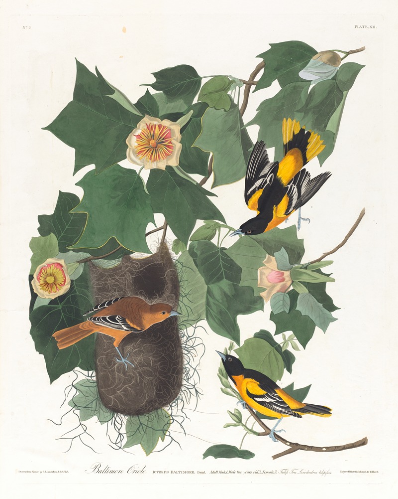 John James Audubon - Baltimore oriole