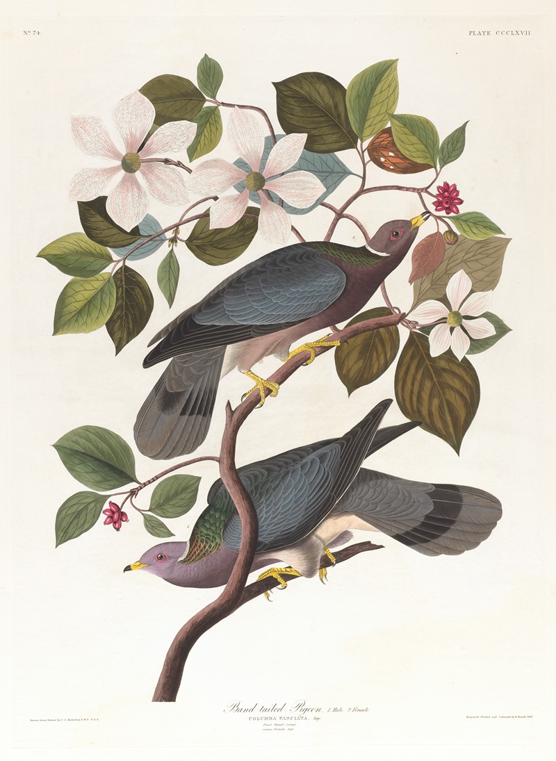John James Audubon - Band-tailed pigeon