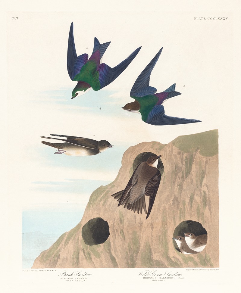 John James Audubon - Bank swallow. Violet-green swallow