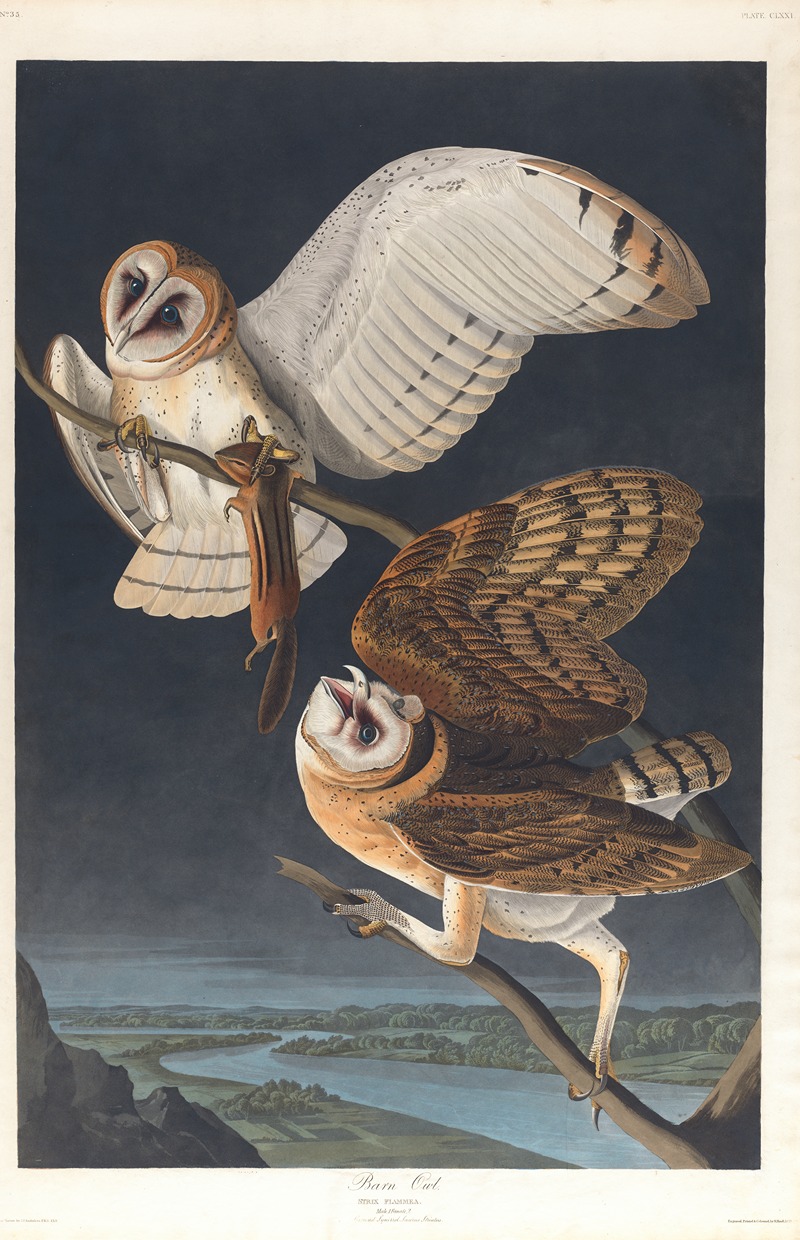 John James Audubon - Barn owl
