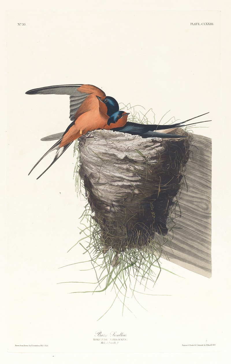 John James Audubon - Barn swallow