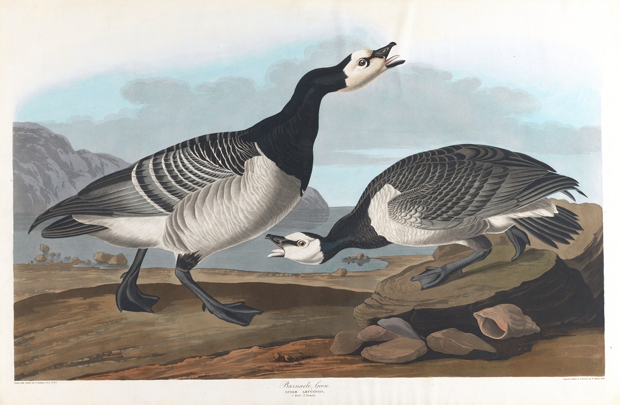 John James Audubon - Barnacle goose